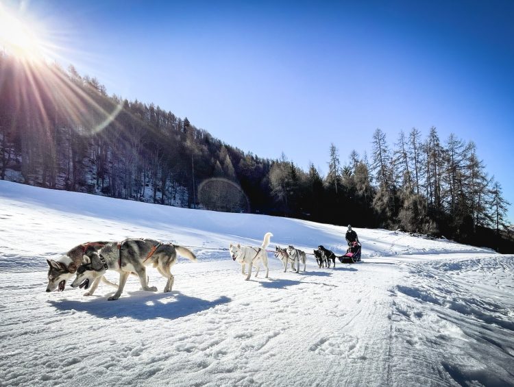 Chien de traîneau Serre Chevalier : où faire du chien de traîneau dans les Alpes du Sud ?
